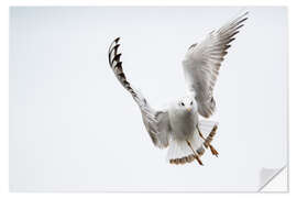 Selvklebende plakat Flying black headed gull (lat. Chroicocephalus ridibundus) against white sky