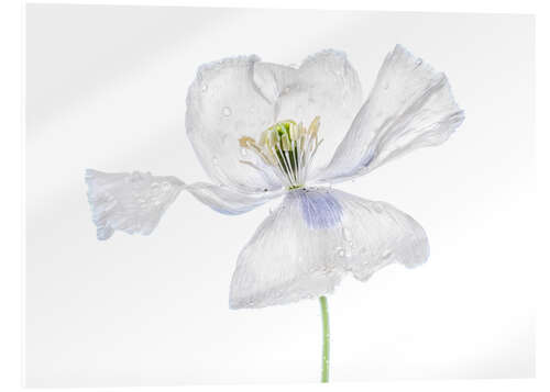 Cuadro de metacrilato White Papaver