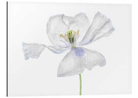 Quadro em alumínio White Papaver