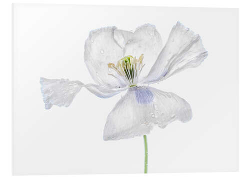 Tableau en PVC White Papaver