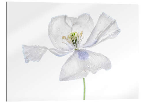 Gallery print White Papaver