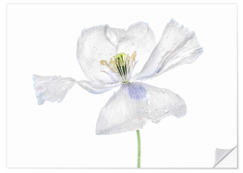 Selvklebende plakat White Papaver