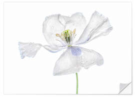 Sticker mural White Papaver