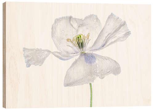 Wood print White Papaver