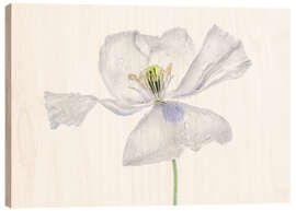 Wood print White Papaver