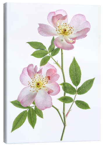 Canvas print Pink Roses