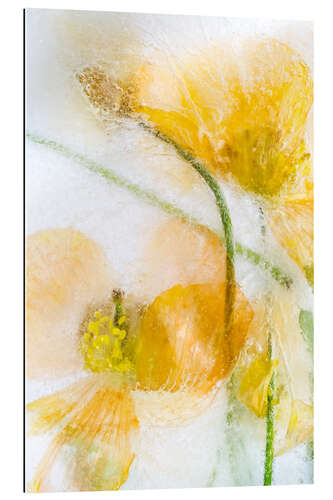 Gallery print Meconopsis Cambrica