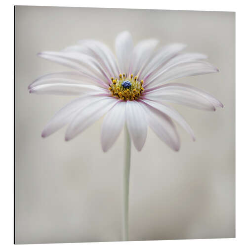 Aluminium print Cape daisy