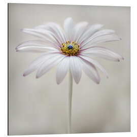 Tableau en aluminium Marguerite du Cap