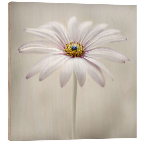 Stampa su legno Cape daisy