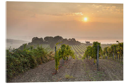 Acrylic print Vineyards in the morning light, Lower Austria