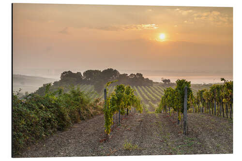 Tableau en aluminium Vineyards in the morning light, Lower Austria