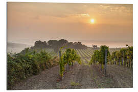 Aluminiumtavla Vineyards in the morning light, Lower Austria