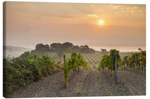 Tableau sur toile Vineyards in the morning light, Lower Austria