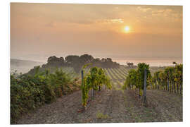 Tableau en PVC Vineyards in the morning light, Lower Austria