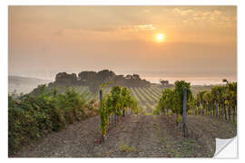 Adesivo murale Vineyards in the morning light, Lower Austria