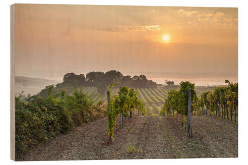 Print på træ Vineyards in the morning light, Lower Austria