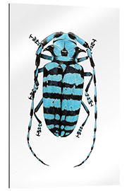 Gallery print Beetle