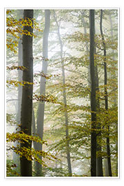 Wall print Foggy forest in autumn foliage - Peter Wey