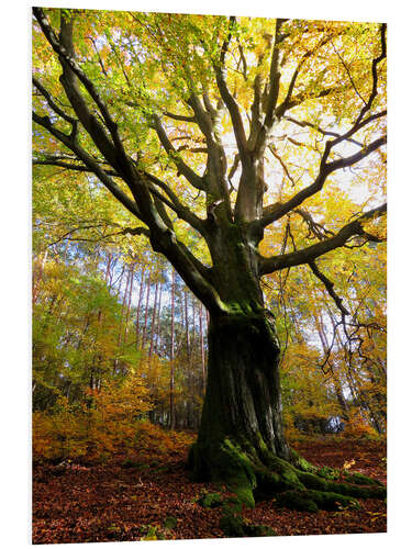 Tableau en PVC La force des arbres