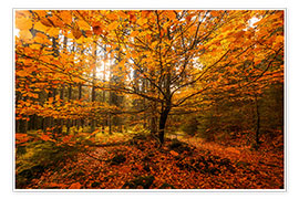 Póster Gold leaf - autumn forest