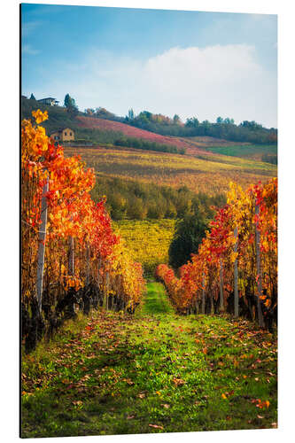 Aluminium print Langhe in Autumn, Italy