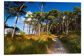 Print på aluminium Darss forest in autumn lights