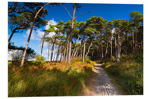 Foam board print Darss forest in autumn lights