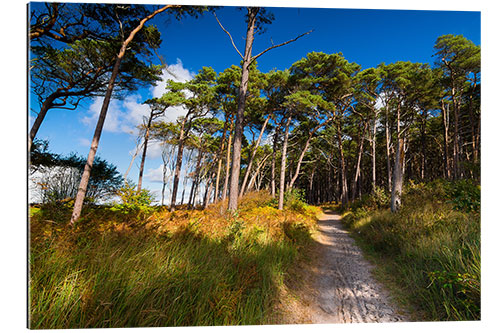 Tableau en plexi-alu Darss forest in autumn lights