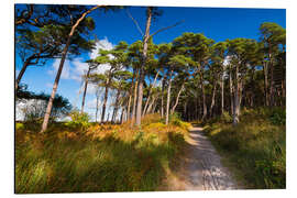 Magnettafel Darßwald im Herbstlicht