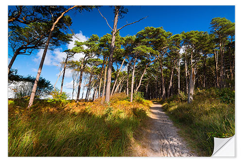 Selvklebende plakat Darss forest in autumn lights