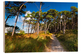 Obraz na drewnie Darss forest in autumn lights