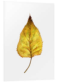 Quadro em PVC Birch Leaf