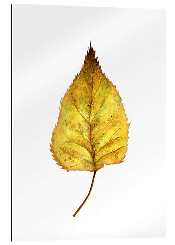 Galleritryck Birch Leaf