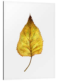 Magnettafel Birkenblatt