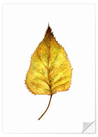 Selvklebende plakat Birch Leaf