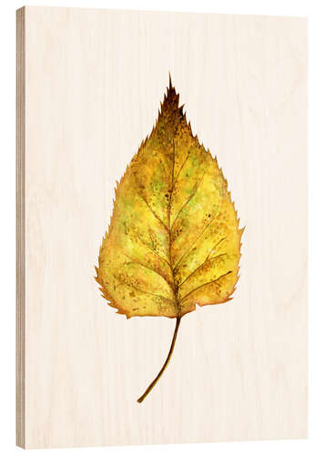 Stampa su legno Birch Leaf