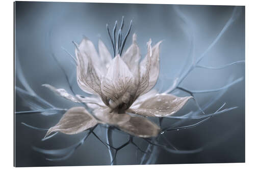 Gallery print Nigella