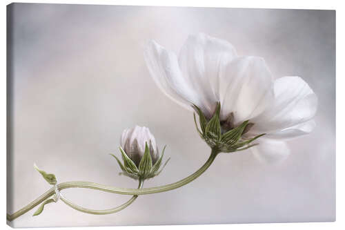 Canvas print Cosmos Charm