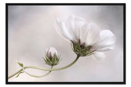 Gerahmter Kunstdruck Cosmos Charm