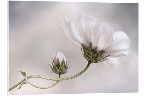 Gallery print Cosmos Charm