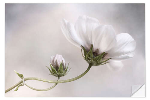 Sisustustarra Cosmos Charm