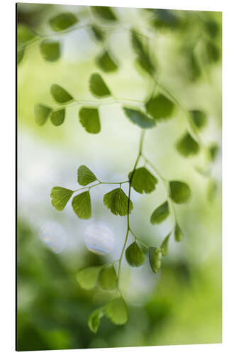 Aluminiumsbilde Maidenhair fern