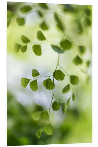 Foam board print Maidenhair fern