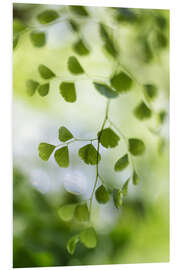 Foam board print Maidenhair fern