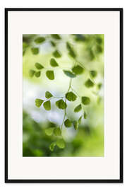 Gerahmter Kunstdruck Jungfernhaarfarn