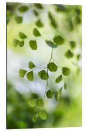 Gallery print Maidenhair fern