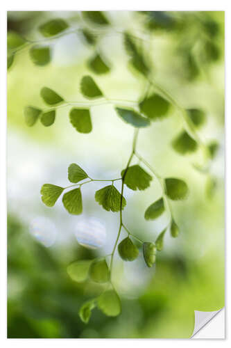 Självhäftande poster Maidenhair fern