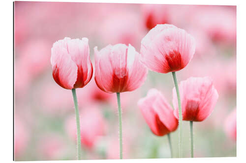 Gallery print Five poppy flowers