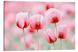 Magnettafel Fünf Mohnblüten - Moqui, Daniela Beyer